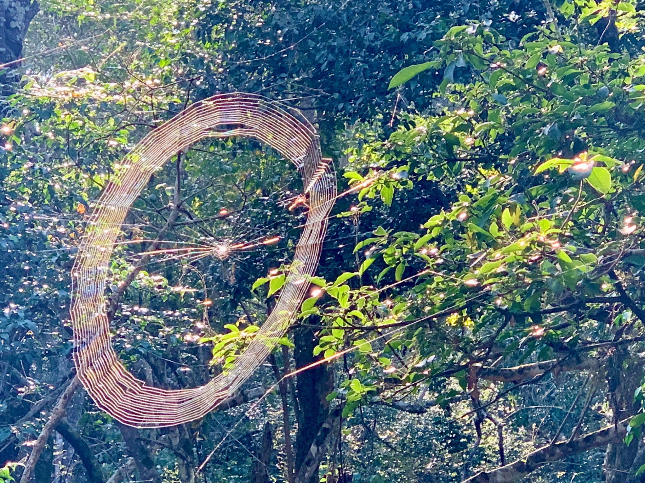 Spider web